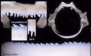 Centroscymnus coelolepis_06.jpg